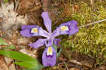 Dwarf crested iris